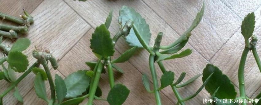 这3种花,再“便宜”都不要买了,只要一根“枝”,1盆变10盆!