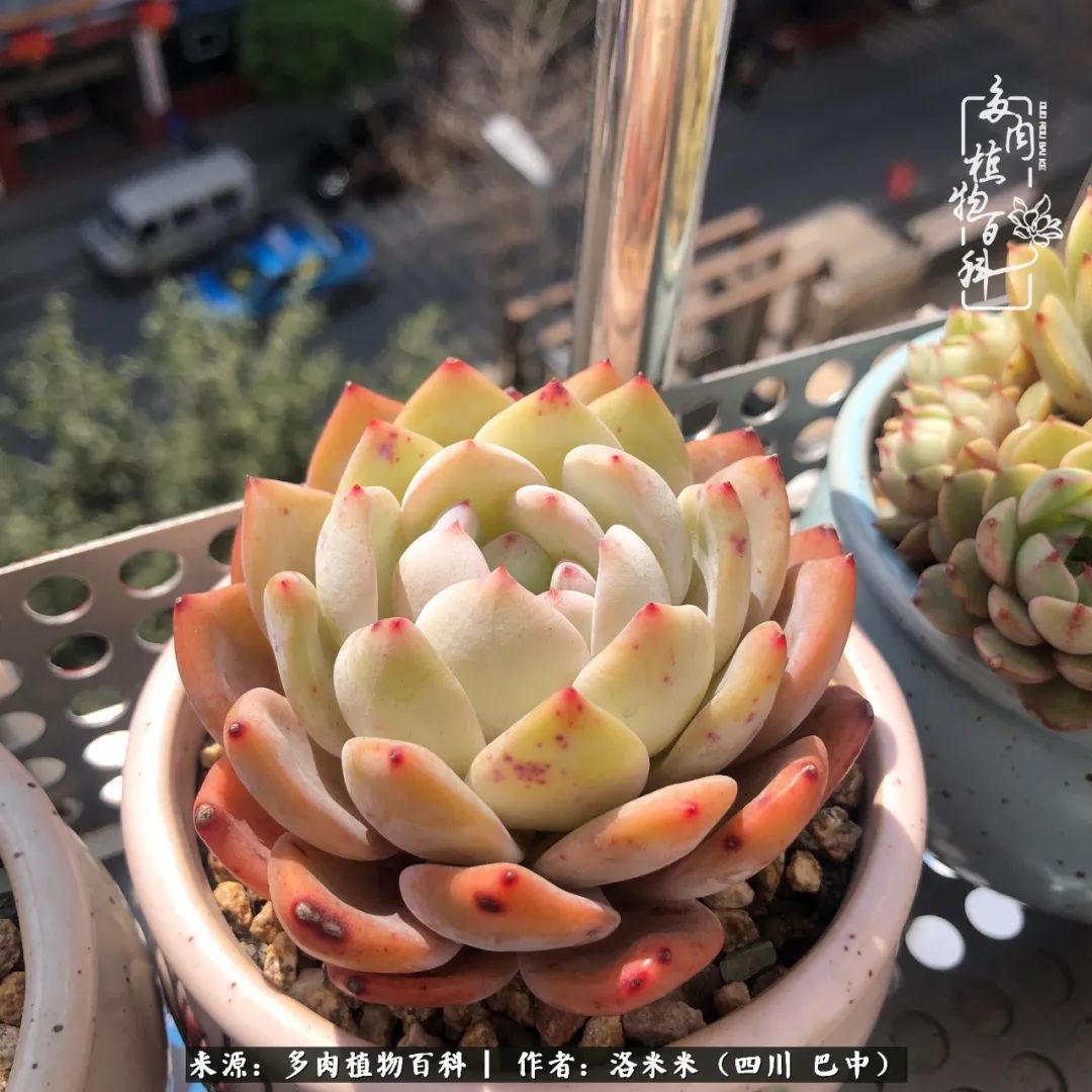 时间是多肉最好的滤镜！附个人养护经验！