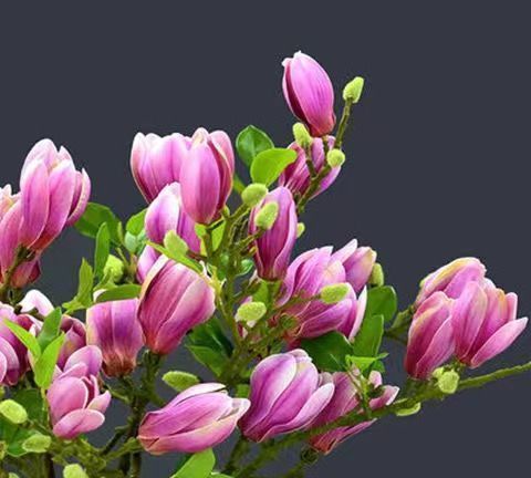 家中养三花,旺人又旺家,老祖先留下的经验,真的有道理