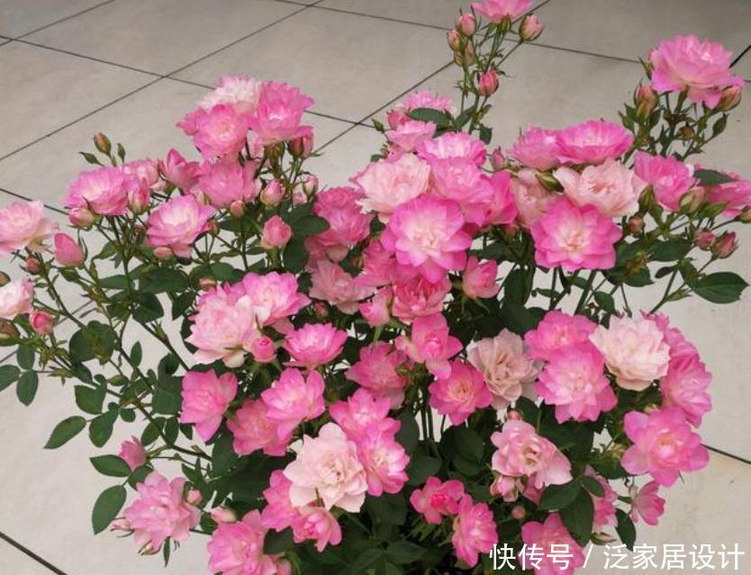 4种“高贵女王花”,比牡丹好看,年年开花不断,颇受大家的喜爱