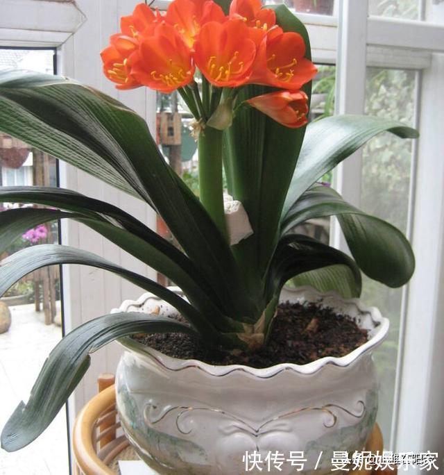 花盆|花盆里有小虫子，只需4个小方法，不用喷药，一只不剩，干干净净