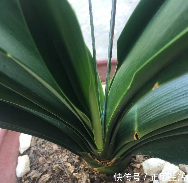 新叶|君子兰长出抽屉叶怎么办直接用刀割成开裆裤恢复吧