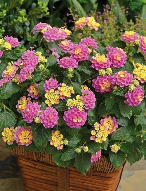  极其耐旱|这些特耐旱的盆栽植物，养室内干旱几周都不会挂