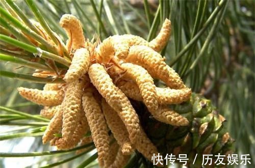 漫山飘散的松树花粉,原来是种花神器,赶紧上山弄点!