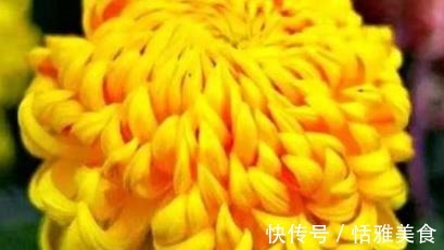 喜欢菊花，那就养盆“珍稀名菊”檀香钩环，花似黄金，花型似碗
