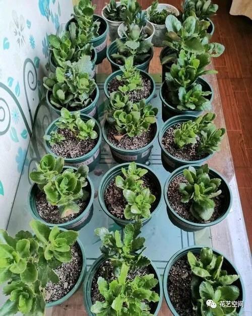 暖气|冬天室内有暖气空调,就繁殖这六种花,扦插一棵活一棵!