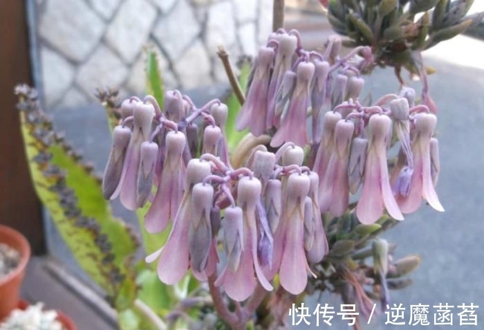 多肉中的不死鸟,超大型的落地生根,一盆能繁殖一屋子