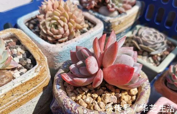 冬天如何养多肉?做好这些,叶片上色快,轻松养出好状态