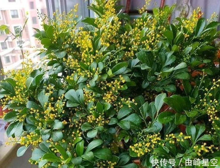 4种花吸甲醛很厉害,养上几盆,室内甲醛没了,生活更舒适!