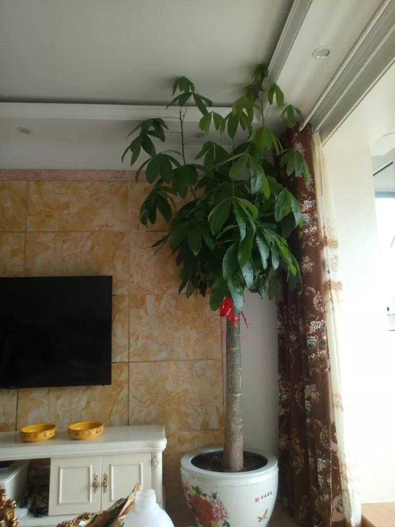 10种耐旱花,2个月不浇水,叶子反而绿油油!