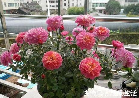 品种|喜欢养花就盆栽月季，此款花期长、易爆盆，一株苗开出多色花