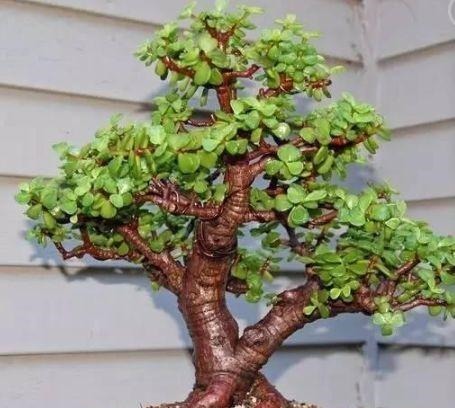 马齿笕树养5年，变成老桩盆景很值钱，做5步就实现