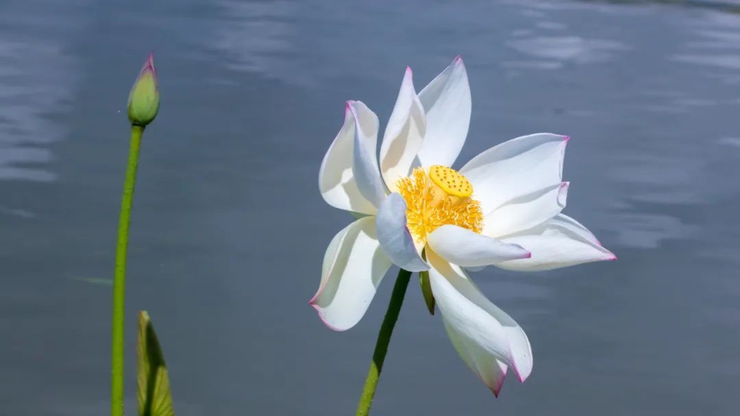 草海|这个夏天，这是鹤庆新华银匠村最正确的打开方式