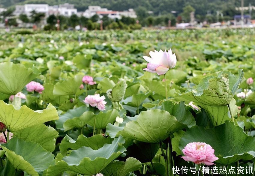 荷花|广西贵港：千亩荷花竞相绽放