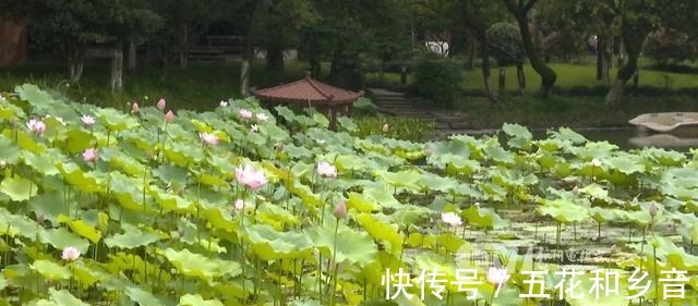 漫漫长夏|仅十万分之一出现几率，罕见的它在市中心这里出现了！出梅有新消息……！