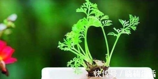 吃不完的蔬菜扔盆里，分分钟绿植就有了，真是太容易了
