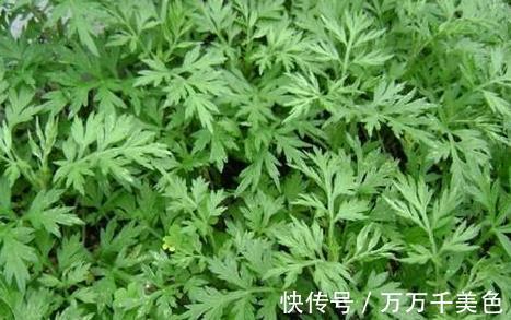 见效|农村路边的野草，腰间盘突出的“救命草”，三天便见效，值得一试