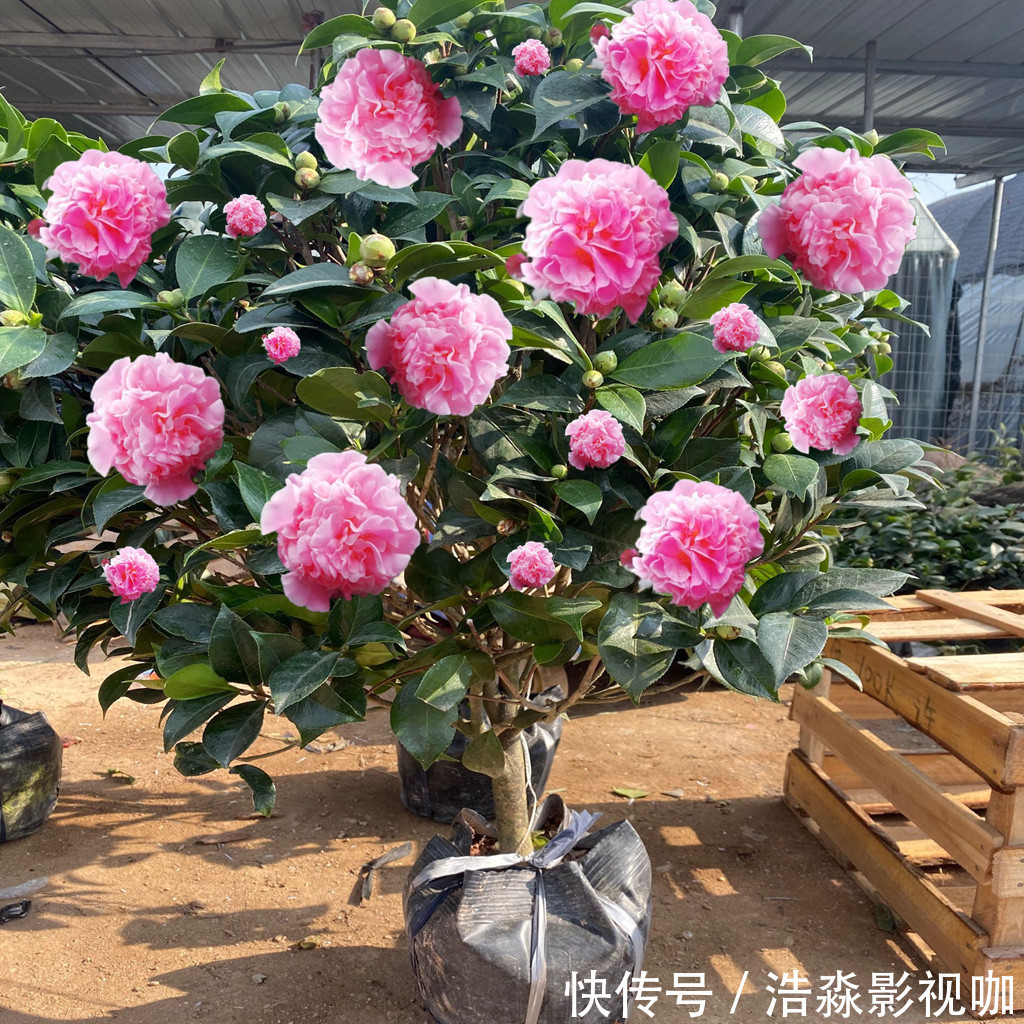 玉树|3种“老花树”,能活一百年,冬天不怕冷,开满“吉祥花”