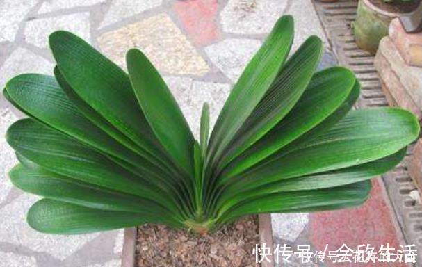 君子兰歪七扭八太难看？平常只需做2步，让它叶片整齐“一条线”