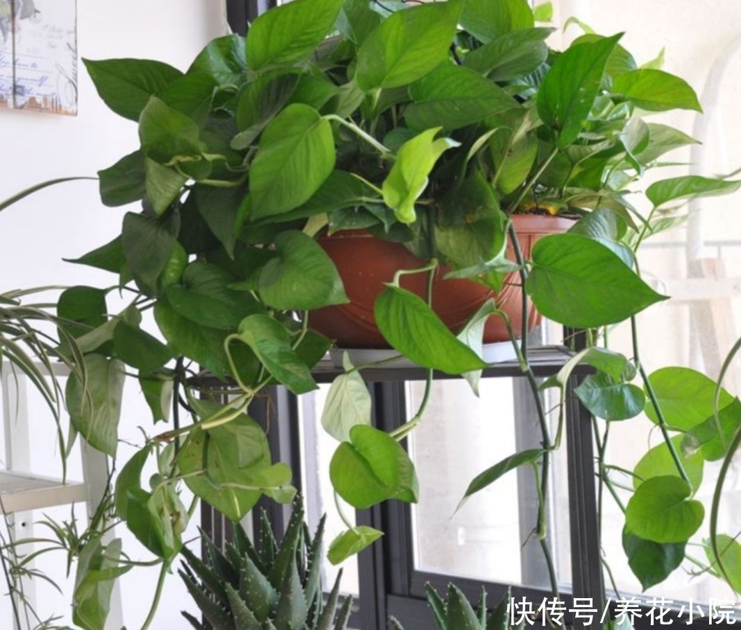 红豆杉|5种植物,能净化空气,养在室内美观大方