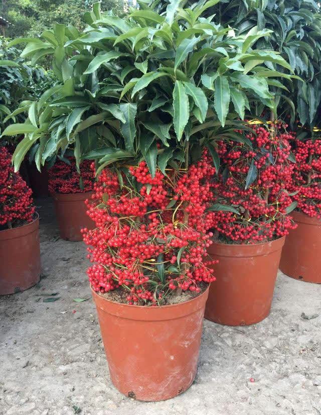 发现一种自带“贵气”的花,家里养一盆,红红火火,那叫一个喜庆