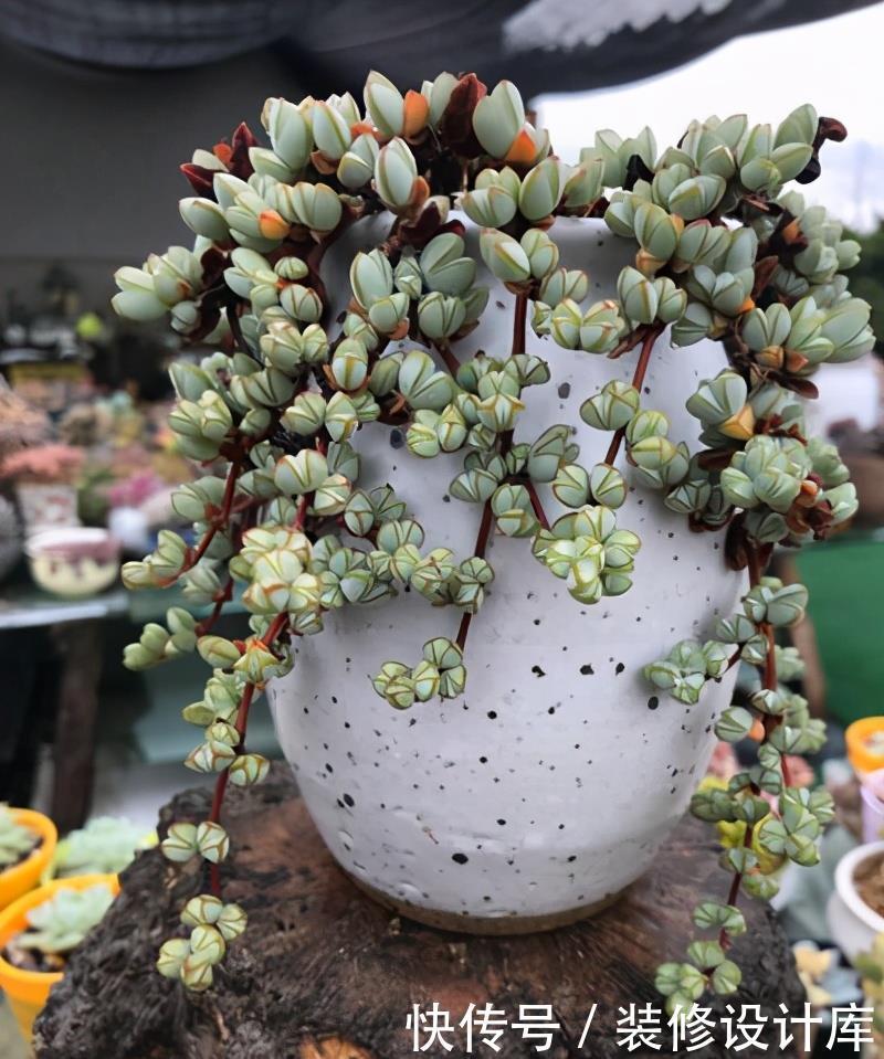 别急|多肉开花别急着剪,先养一养,不比多肉差