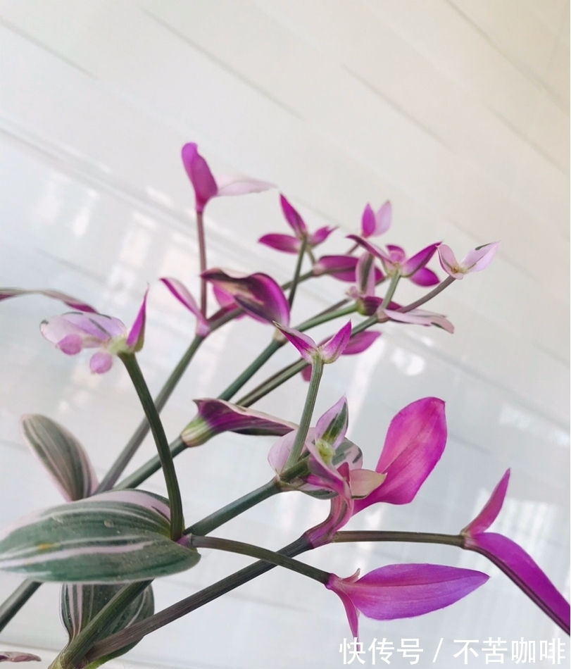 4种“省钱植物”,实在太贴心,掐个枝条插土里就能活