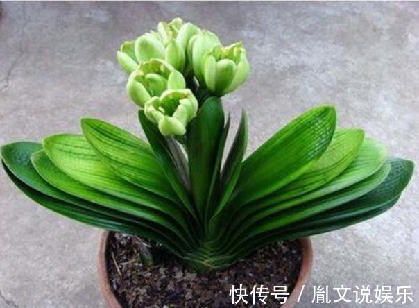 君子兰养半年没变化,爷爷只用一勺它,像打了鸡血般开花爆盆
