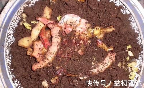 钩体|蚯蚓钓鱼使用小技巧,让钓鱼爱好者少走弯路