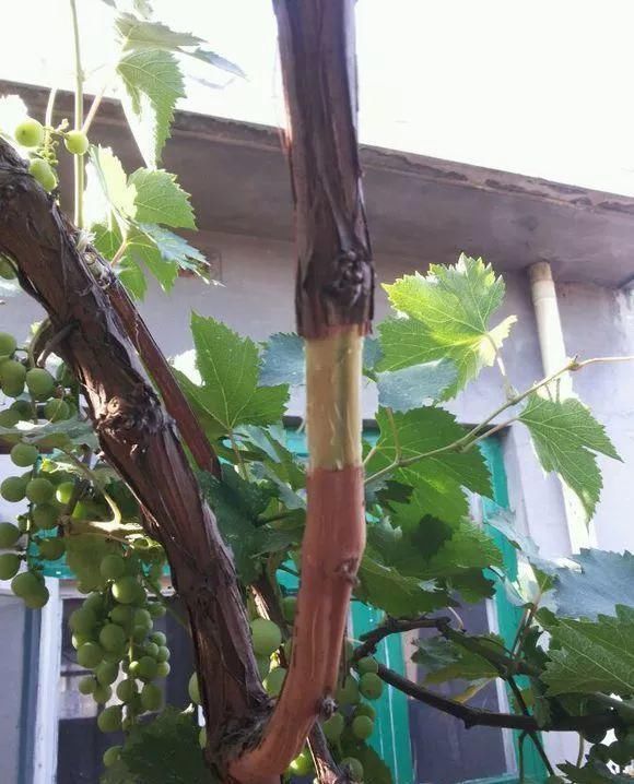 葡萄无花果插在塑料瓶里，2周生根，成活率高，1株变10株！