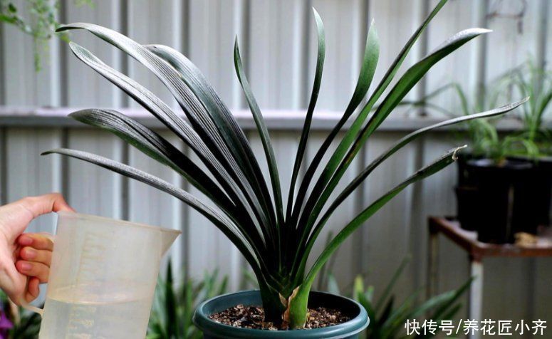 水分|君子兰浇水分“两季”，浇水方法各不相同，掌握技巧就能不烂根