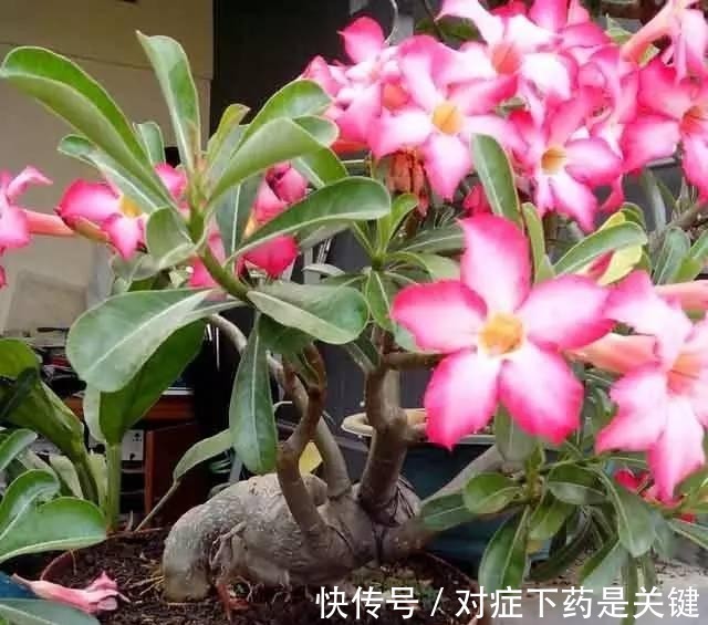 阳台上|为懒人准备的6种盆栽花卉, 一两个月忘记浇水也能活得滋润!
