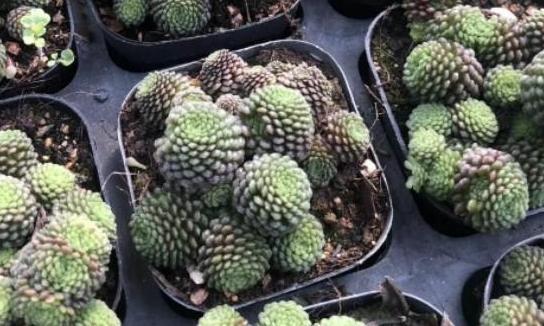 夏必死的多肉品种,该如何盆栽正确避暑抓住3细节状态佳