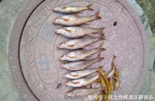 人称“水米子”,短短30年,从泛滥到稀缺,迄今无法人工养殖