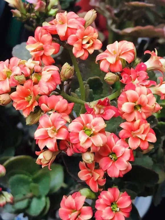 根系生长|6种花爱“喝酒吃醋”,半月来1勺,叶片浓绿滴油,狂开花!