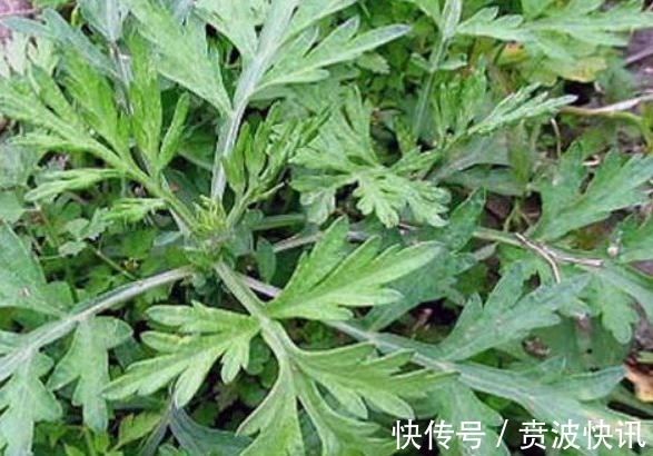 健康|艾叶煮水功效太高了,男人女人都离不开,为健康了解一下