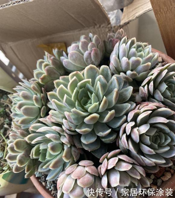 花土|多肉植物用施肥吗？秋天撒点缓释肥，有了肥料，多肉长得快