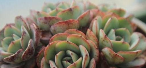 叶片|浇水十年功,综合因素谈多肉该怎样浇水