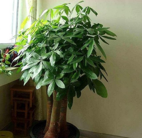 最适合新手养的4种花,镇宅又旺财,家里更清新,养在客厅上档次