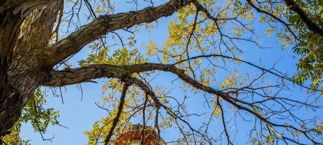  寺院|妙应寺俗称白塔寺是一座藏传佛教格鲁派寺院妙应寺始建于元朝