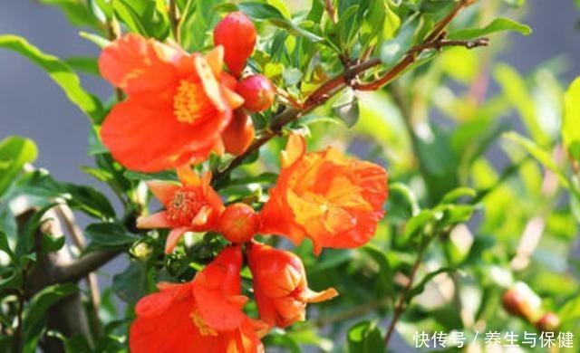 夏天养花要养耐晒耐热的花,叶子照样绿油油,30度也开花!