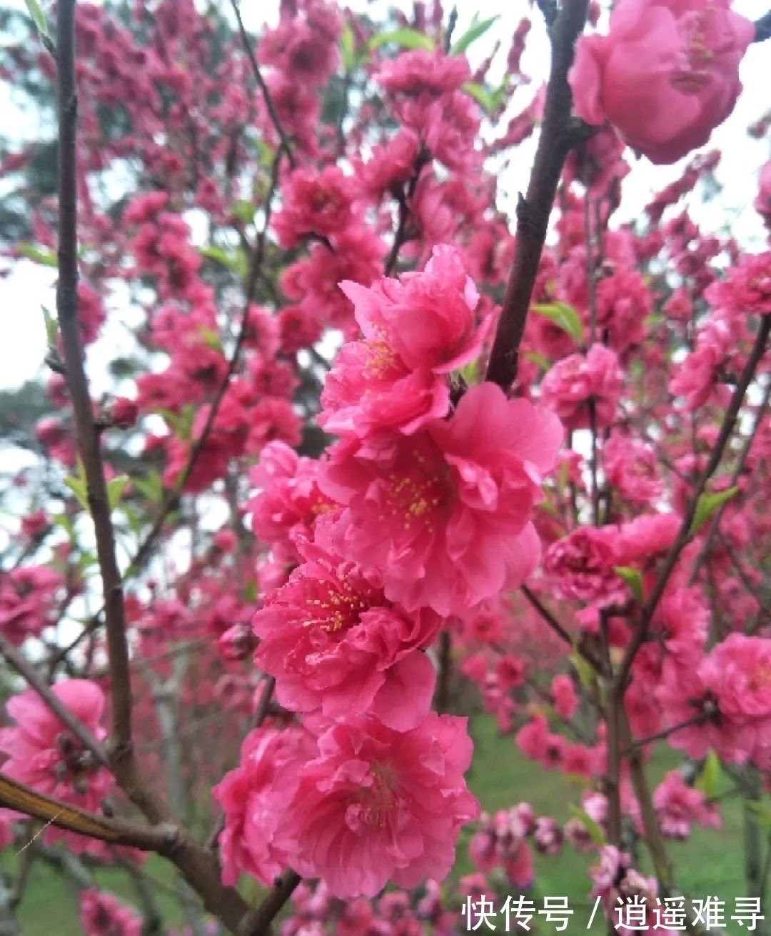 石榴花|你几月出生，最旺你的“命中花”就是它，真准