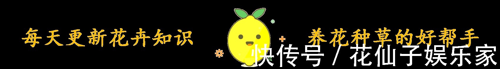 这花名叫“百变小樱”,开起花来“不管不顾”,叶子都不长了!