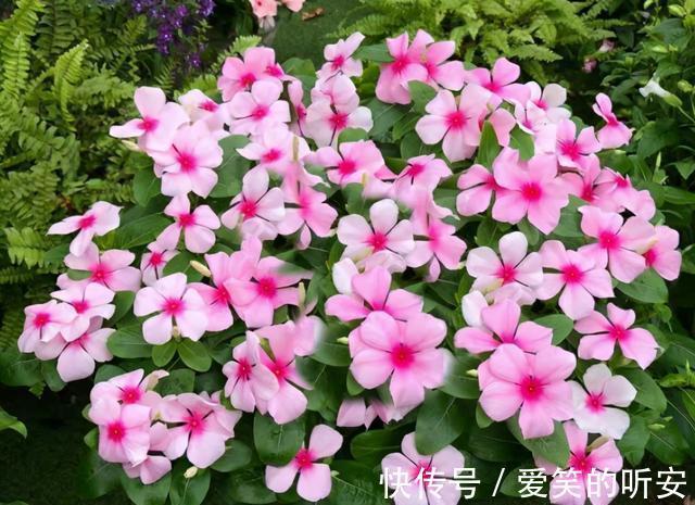 太阳花|逛花市碰到这三种花，一定要买一盆，它们都是夏季开花“劳模”