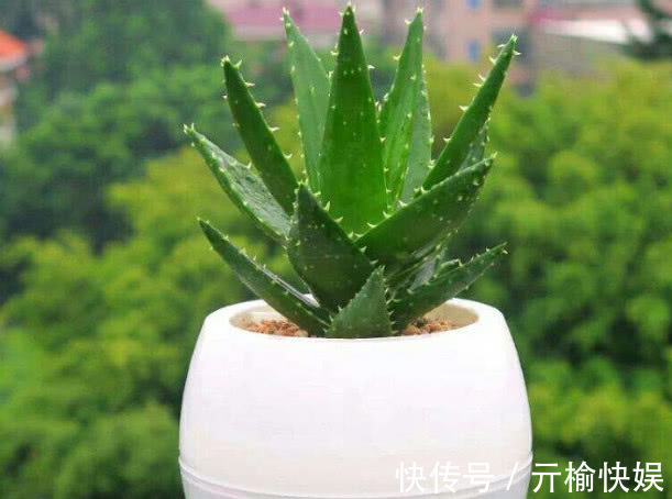 芦荟总是长不大只需要注意3大点，芦荟叶片肥厚长势好
