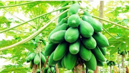 能补充营养和培养抗病能力的木瓜,农民们抓住三点不能全部吃的木瓜