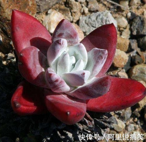 技巧|精挑细选32种多肉植物,1分钟掌握养护技巧,非常实用