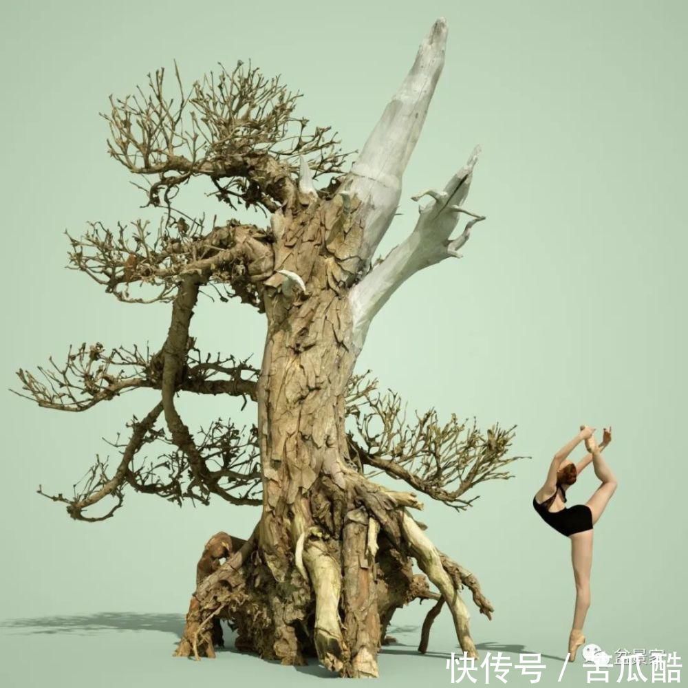 植物体|玩好盆景不容易,玩死它却是手到擒来