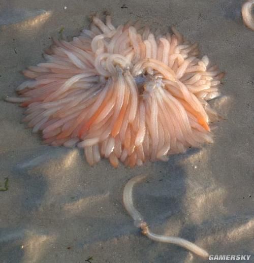  奇怪|Reddit网友在线辨认神奇物件：奇怪的知识又增加了