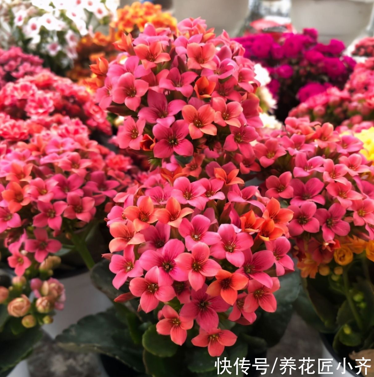 长寿花4月养护技巧，让它长满侧芽，叶片大又绿，秋季满头花苞